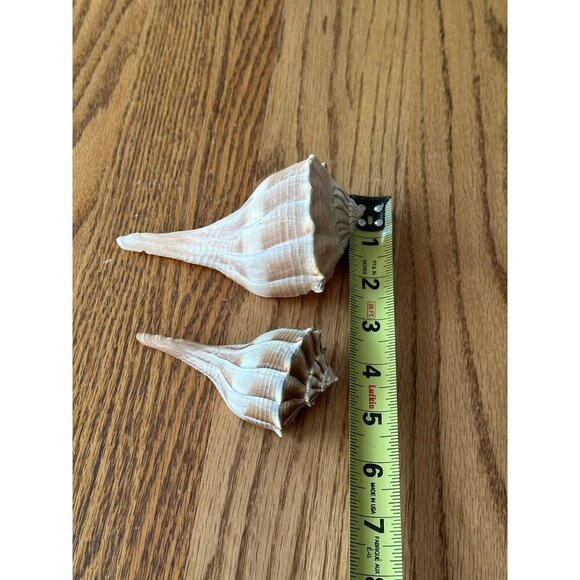 Pair Of Natural Ridged Seashells Sinistrofulgur perversum the lightning whelk - Picture 14 of 14